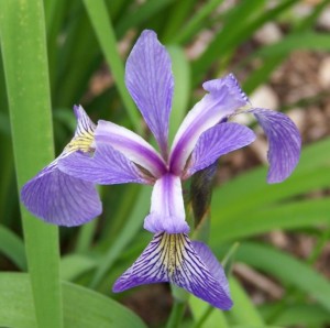 Iris05c