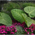 Colocasia