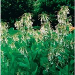 Nicotiana