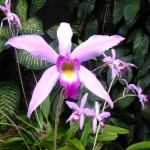 Orchid-1
