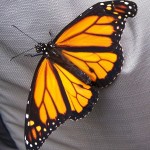 papillon-1