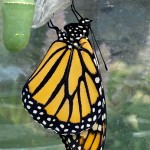 papillon01