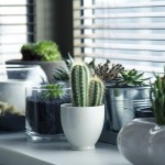 Plantes intérieur 02
