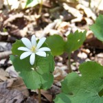 Sanguinaria01