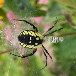 Argiope aurentia01