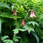 Aquilegia