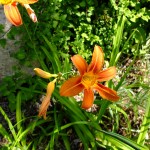 Hemerocallis