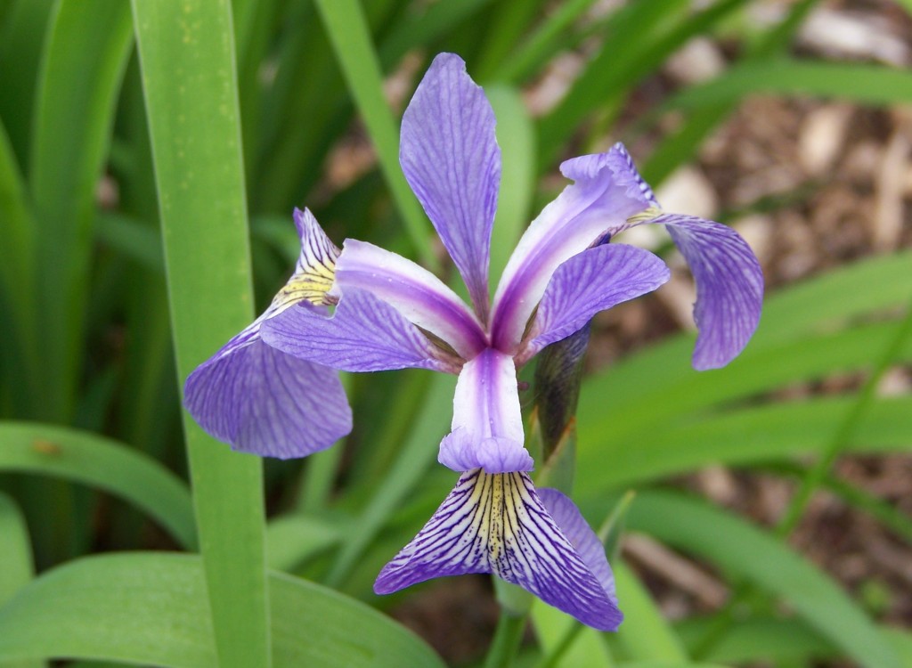 Iris versicolor2