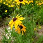 Rudbeckia