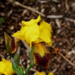 iris02c