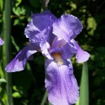 iris03c