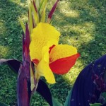 Canna Lily Cleopatra