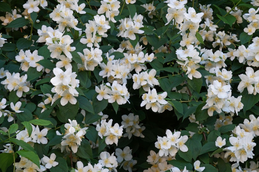 Philadelphus2