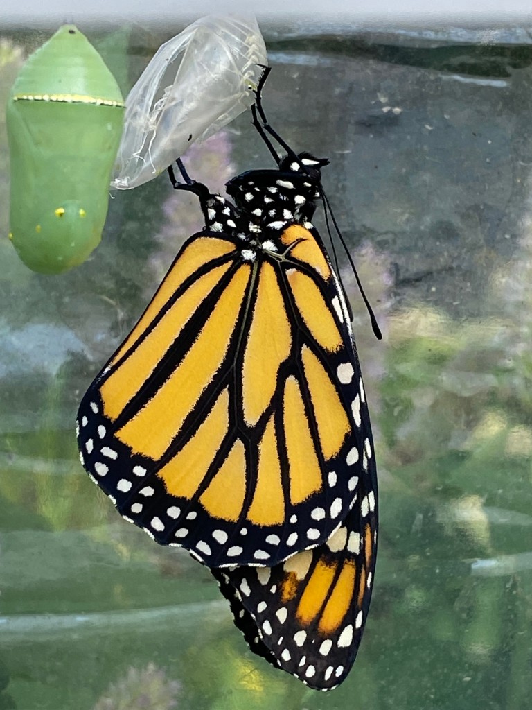 papillon01