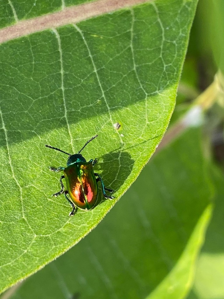 Chrysomèle apocyn2